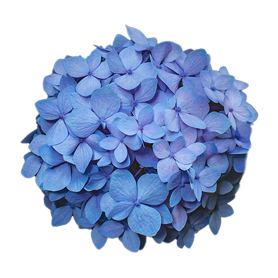 12 Hortensias Eternas