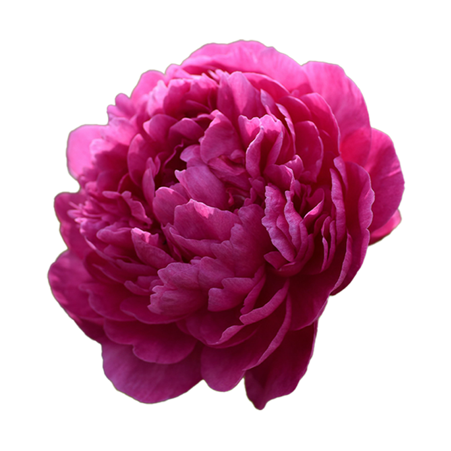 12 Peonias Eternas