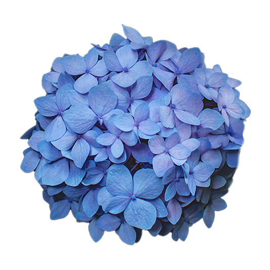 12 Hortensias Eternas
