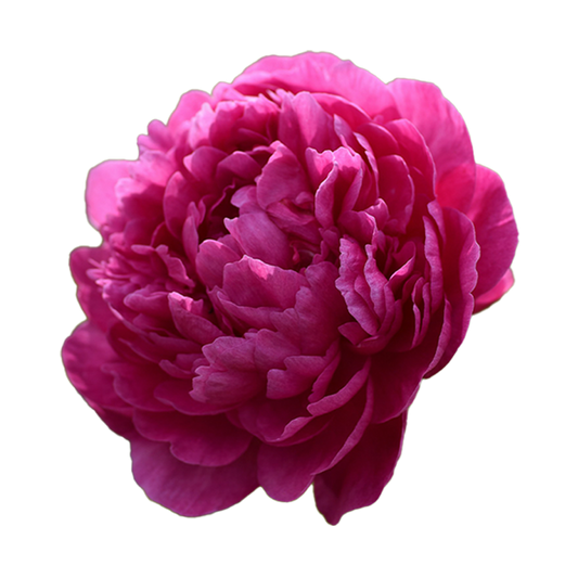 12 Peonias Eternas
