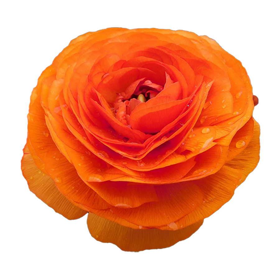 12 Ranunculus Eternas