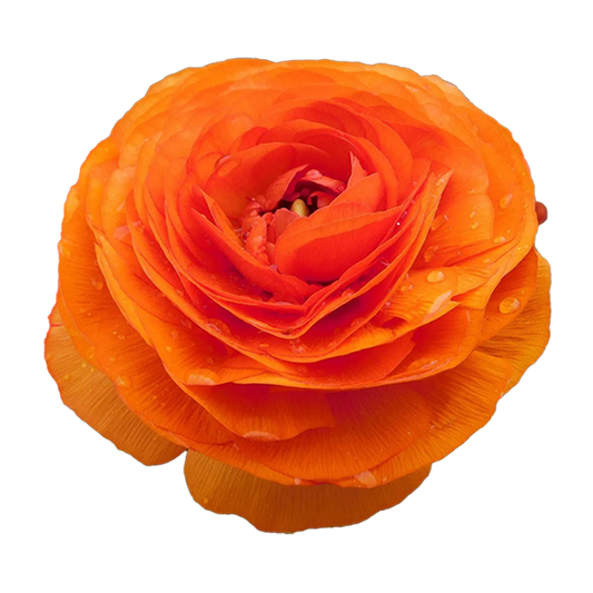 12 Ranunculus Eternas