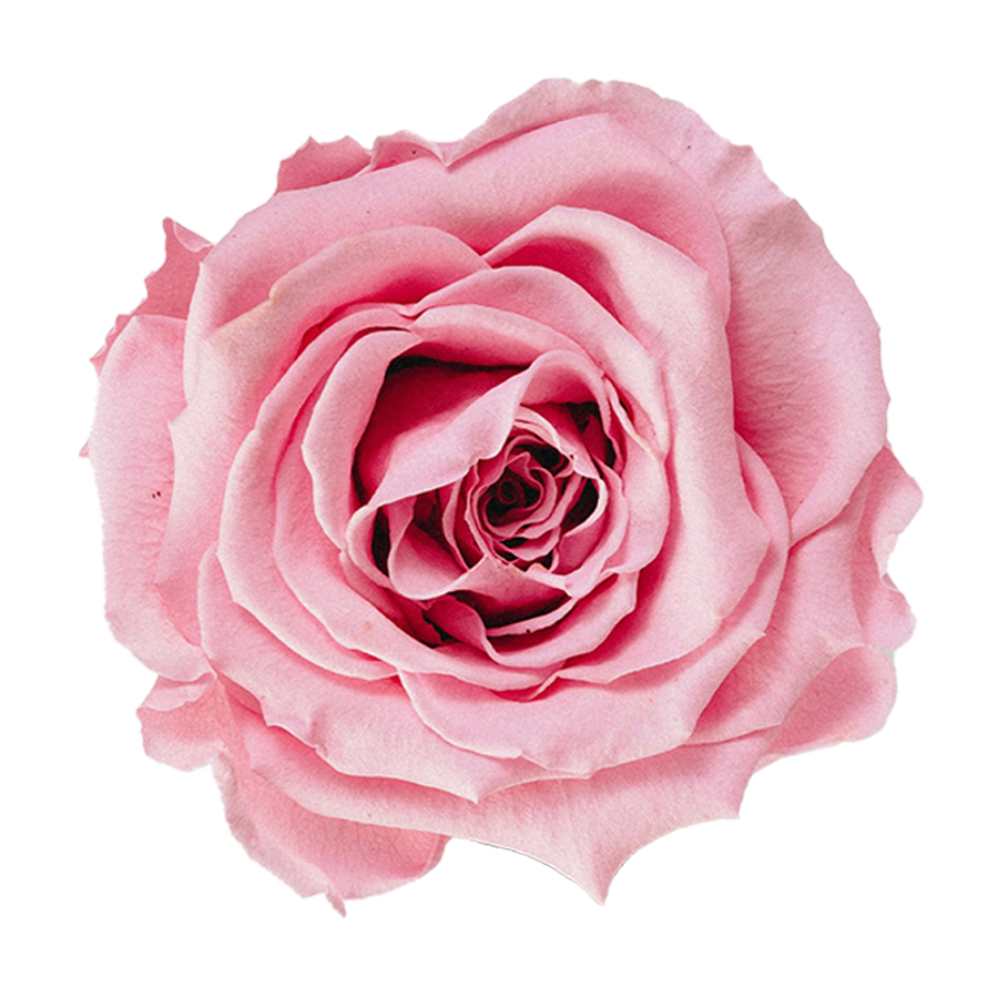 12 Rosas Eternas