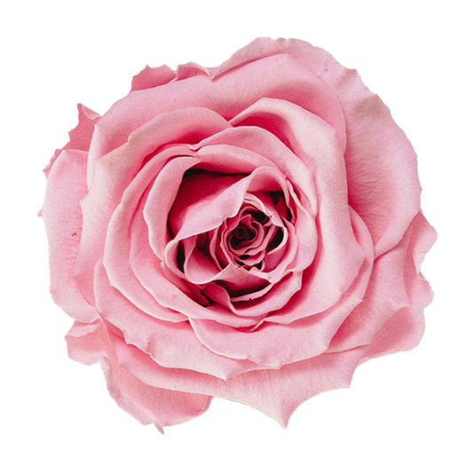 12 Rosas Eternas